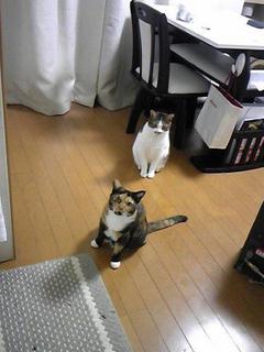 テスコちゃん達　松戸市　猫のペットシッター