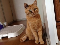サキちゃん　松戸市　猫のペットシッター