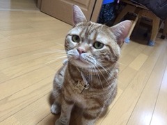さくらちゃん達　松戸市　猫のペットシッター