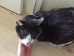 チャコちゃん　グレくん　松戸市　猫のペットシッター