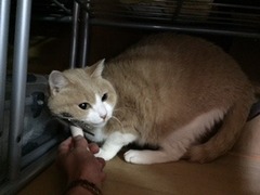 チャコちゃん　グレくん　松戸市　猫のペットシッター