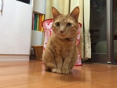 ピーちゃん　茶子ちゃん　足立区　猫のペットシッター