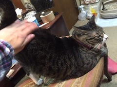 チビちゃん達　松戸市　猫のペットシッター