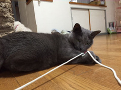ひすいちゃん達　松戸市　猫のペットシッター