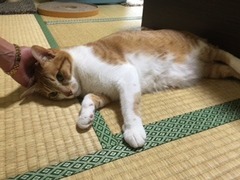 レオくん　太郎くん　松戸市　猫のペットシッター