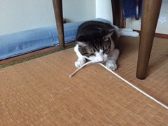 トラくん　アイくん　松戸市　猫のペットシッター