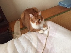 トラくん アイくん  松戸市  猫のペットシッター
