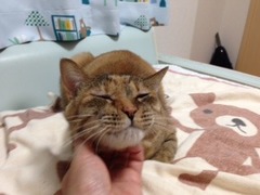 トムくん　幸ちゃん　松戸市　猫のペットシッター