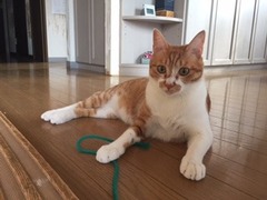 ギンガくん　スピカくん　松戸市　猫のペットシッター