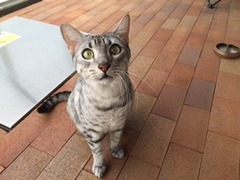 カイくん　松戸市　猫のペットシッター