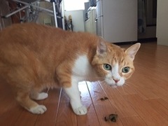 トラくん　松戸市　猫のペットシッター
