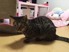 クロくん達　松戸市　猫、うさぎのペットシッター