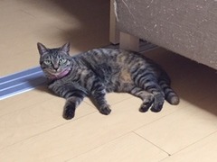 クロくん達　松戸市　猫、うさぎのペットシッター