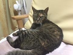 ピーちゃん　珠子ちゃん　足立区　猫のペットシッター