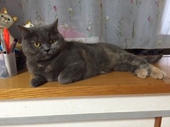 ひすいちゃん達　松戸市　猫のペットシッター
