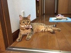 さんごくん達　松戸市　猫のペットシッター