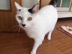 ちいちゃん親子　松戸市　猫のペットシッター