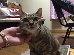 ミケちゃん　松戸市　猫のペットシッター