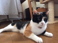 こびぃちゃん達　松戸市　猫のペットシッター