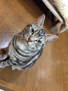 ポコくん　松戸市　猫のペットシッター