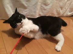 エビちゃん　松戸市　猫のペットシッター