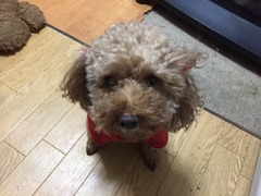 アンジーちゃん達 松戸市 犬のペットシッター