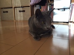 リリィちゃん　ナイトくん　松戸市　猫のペットシッター