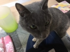 さすちゃん 野田市 猫のペットシッター