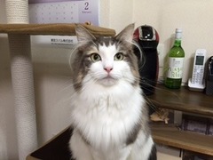 マロンちゃん　松戸市　猫のペットシッター