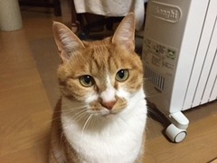 ギンガくん　スピカくん　松戸市　猫のペットシッター