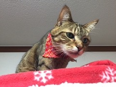 さんごくん達　松戸市　猫のペットシッター