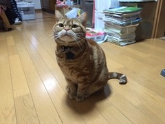 さくらちゃん　ちゃこちゃん　松戸市　猫のペットシッター