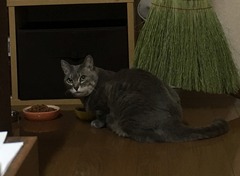 ちぃこちゃん ぴぃこちゃん 松戸市 猫のペットシッター