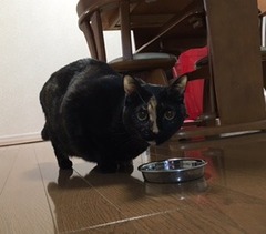ちぃこちゃん ぴぃこちゃん 松戸市 猫のペットシッター