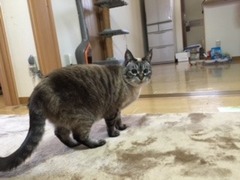 ロロ子ちゃん達 松戸市 猫のペットシッター