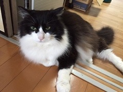 モモくん ニコちゃん 松戸市 猫のペットシッター