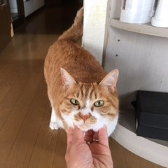 ギンガくん スピカくんの 松戸市 猫のペットシッター