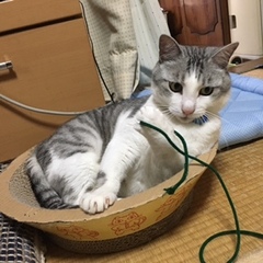 チコくん 松戸市 猫のペットシッター