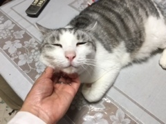 チコくん 松戸市 猫のペットシッター