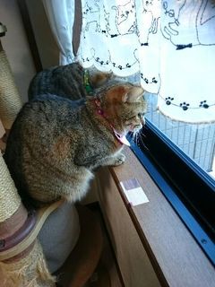 さんごくんたち 松戸市 猫のペットシッター