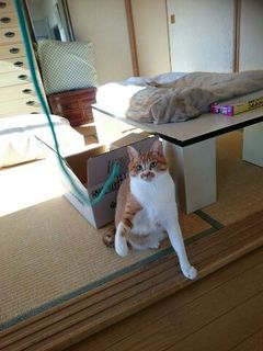 ギンガくん スピカくん 松戸市 猫のペットシッター