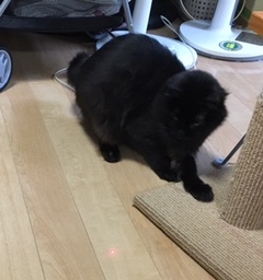 クロくん達 松戸市 猫のペットシッター