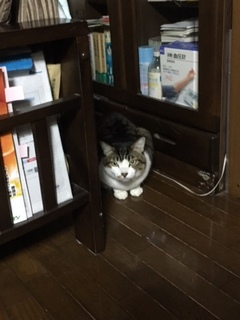 トラくん達 松戸市 猫のペットシッター