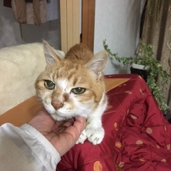 ミルクくん 松戸市 猫のペットシッター