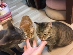 シジミちゃん達 葛飾区 猫のペットシッター