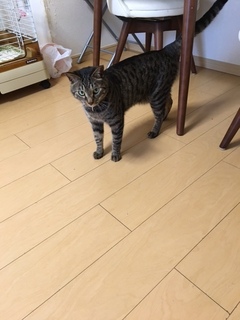 クロくん達 松戸市 猫のペットシッター