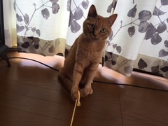 サキちゃん 松戸市 猫のペットシッター