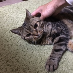 メイちゃん達 松戸市 猫のペットシッター