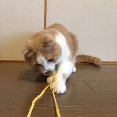 タイくん 松戸市 猫のペットシッター