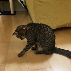 ソフィアちゃん 松戸市 猫のペットシッター